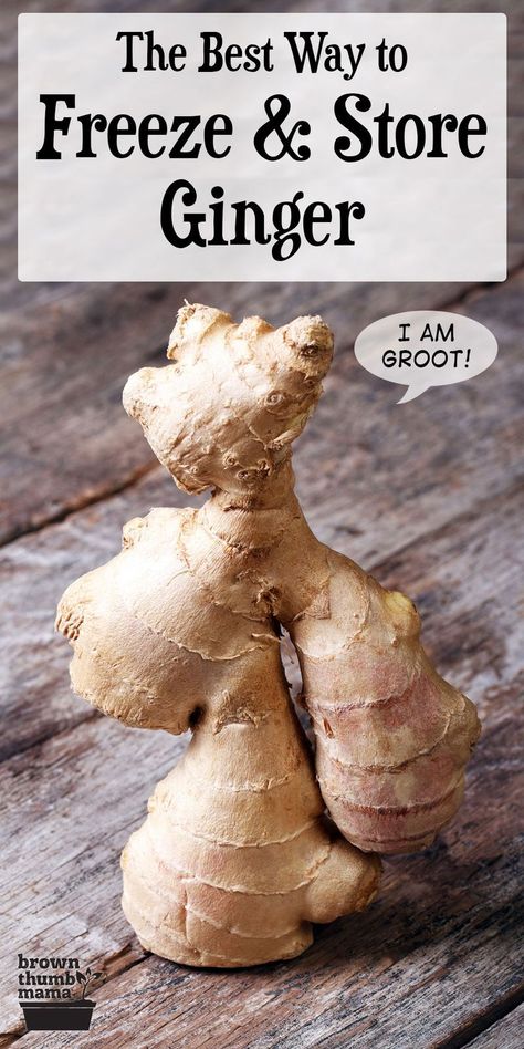 ginger root standing upright on wood table Using Fresh Ginger Root, Can You Freeze Ginger Root, How To Preserve Fresh Ginger Root, How To Freeze Fresh Ginger, How To Freeze Ginger Root, Preserving Ginger Root, How To Freeze Ginger, How To Preserve Ginger, Recipes Using Fresh Ginger