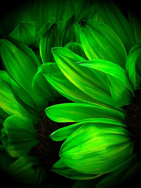 Green Sunflowers Vignette Macro by InspiredCreativision on Etsy Mobile Photography Tips, Green Sunflower, Photo Macro, Cool Wallpapers For Phones, Macro Photos, Sunflower Print, Mobile Photography, Macro Photography, Novelty Gifts