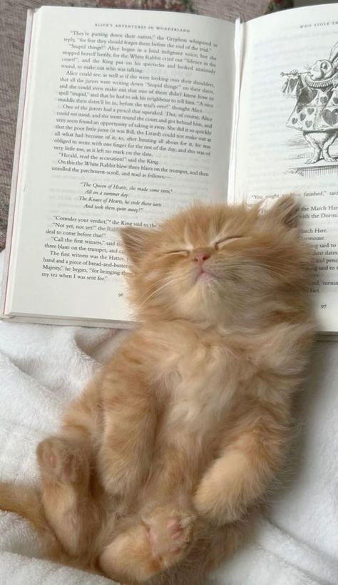 Orange And White Cat Aesthetic, Orange Cats Aesthetic, Ginger Cats Aesthetic, Ginger Cat Aesthetic, Cat With Book, Cutee Animals, Orange Kittens, Cats Photos, Kitten Photos