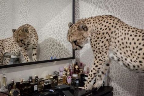 متحف فني, Cartier Panthere, I'm With The Band, Six Feet Under, Leopards, Big Cats, Cheetah Print, Girly Things, بلاك بينك