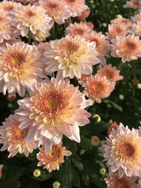 Chrysanthemum Flower Aesthetic, Chrysanthemum Aesthetic, Cherry Lacquer, Flowers Portrait, Giving Flowers, Flower Pot Art, Flowers Gif, Nothing But Flowers, Chrysanthemum Flower