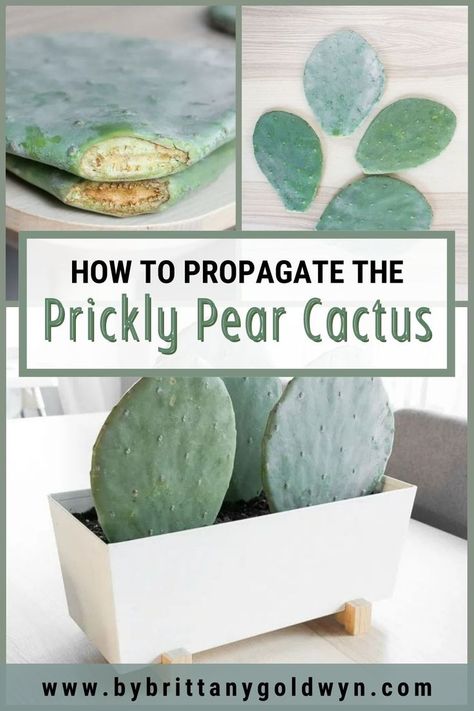 This post will teach you all about how to propagate prickly pear cactus pads. It’s a beautiful and easy to propagate classic cactus that you’ll surely enjoy having in your home. How To Plant Prickly Pear Cactus, Propagate Prickly Pear Cactus, Prickly Pear Cactus Propagation, Prickly Pear Propagation, Propagate Cactus How To, How To Propagate Cactus Plants, Prickly Pear Cactus Landscape, Propagate Cactus, Cactus Propagation