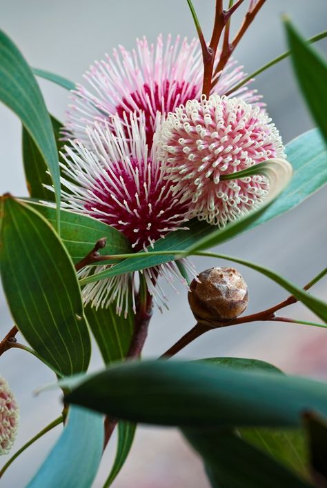 Australian Native Garden, Australian Wildflowers, Australian Flowers, Australian Native Flowers, Native Australians, Australian Plants, Kangaroo Paw, Australian Garden, Australian Native Plants