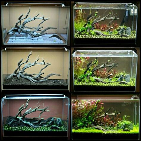 Tanaman Air, Fish Aquarium Decorations, Aquarium Garden, Fish Tank Terrarium, Cool Fish Tanks, Diy Fish Tank, Fish Tank Design, Aquascape Design, Betta Aquarium