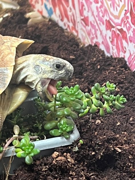 Sulcata Tortoise Habitat Outdoor Diy, Tortoise Vivarium, Horsefield Tortoise, Tortoise Terrarium, Outdoor Tortoise Enclosure, Tortoise Cage, Hermann Tortoise, Turtle Enclosure, Red Footed Tortoise