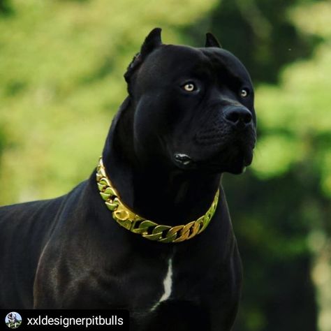 #Repost @xxldesignerpitbulls • • • • • Prague looking handsome in his new Gold Luxury Chain Collar courtesy of @atelier_top4dogs 👑🔥👑 #xdp… All Black Pitbull, Bullies Dogs, Black Pitbull Puppies, Chien Cane Corso, Pitbull Dog Breed, Dogs Quotes, Black Pitbull, Bully Breeds Dogs, Pitt Bull