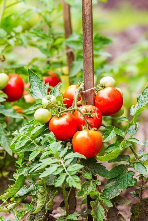 Your tomatoes need more space than you may realize. Tomato Support, Canning Tomatoes, Better Homes And Garden, Tomato Garden, Growing Tomatoes, Flowers Wallpaper, Tomato Plants, Back Gardens, Plant Needs