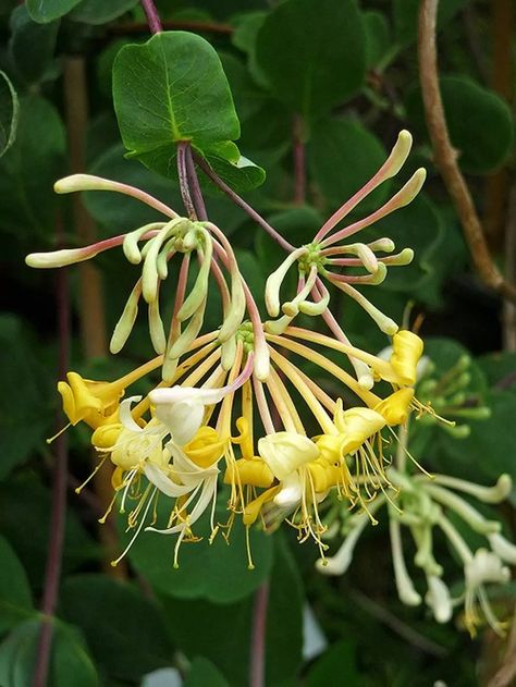 Heaven Scent honeysuckle offers a delightful addition to your garden with its lush, dark green leaves that create a beautiful backdrop for its stunning blooms. The soft yellow and white flowers, paired with charming pale pink buds, add warmth during the summer months and into early autumn. Growing up to 18 feet high, this woody climber makes an excellent choice for trellises or fences while providing a lovely fragrance that draws in pollinators like bees and butterflies. Honeysuckle Photography, Yellow Honeysuckle, Honeysuckle Berries, Fast Growing Vines, Honey Suckle, Honeysuckle Vine, Yellow And White Flowers, Evergreen Vines, Growing Vines