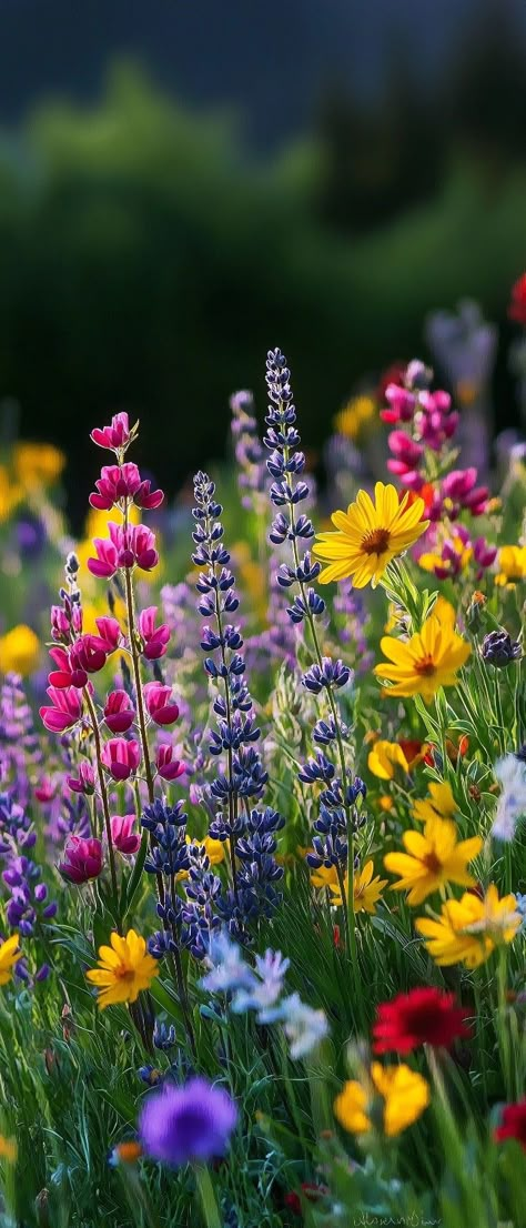 Different Wild Flowers, Spring Flower Photos, Spring Flower Field Aesthetic, Field Of Wildflowers Photography, Pacific Northwest Wildflowers, Wild Spring Flowers, Field Of Flowers Photography, Utah Wild Flowers, Flower Garden Photos