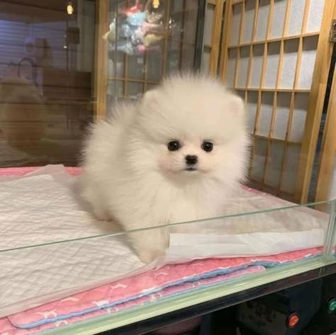 Pomeranian Mix Puppies, Maltese Yorkie Mix, Puppies Stuff, Baby Pomeranian, Cute Fluffy Puppies, Cute Paws, Maltese Yorkie, Puppy Room, Dog Cuddles