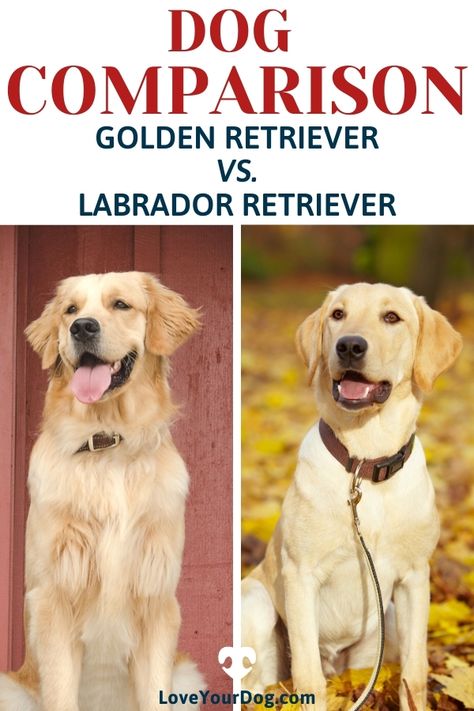 The Golden Retriever and the Labrador Retriever are very similar dogs and at the same time also quite different in many respects. Whether you are here because you are deciding which breed suits you better, or you are simply here to educate yourself, hopefully you will find the information you are looking for! #LoveYourDog #GoldenRetriever #LabradorRetriever #DogBreedComparisons #FamilyDogs #BestFamilyDogs Lab Retriever Mix Puppy, Golden Retriever And Labrador, Golden Retriever Lab Mix Puppy, Golden Retriever Lab Mix, Golden Retriever Vs Labrador, Golden Labrador Puppy, Labs Dogs, Golden Labrador Puppies, Golden Lab