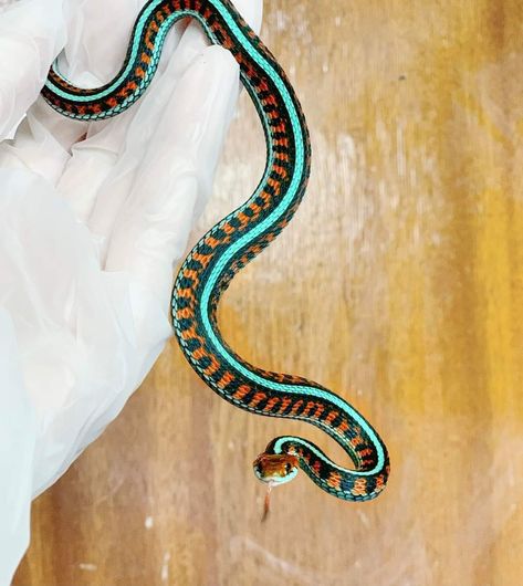 Red Sided Garter Snake, Garter Snake, The Dazzling, Animal Anatomy, Snake Patterns, Colorful Animals, Snakes, Reptiles, Anatomy