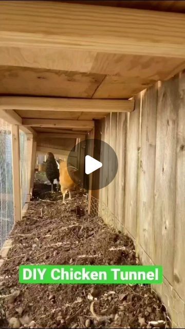 Chicken Coop Tunnel Ideas, Chicken Coop Tunnel, Chicken Tunnel Ideas, Chicken Orb Diy, Chicken Tunnel Around Garden, Chunnel Chicken Tunnel, Chicken Fence Ideas, Diy Chicken Tunnel, Chicken Homestead