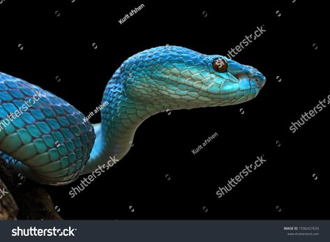 Blue viper snake closeup face from side view, viper snake, blue insularis on black background, Trimeresurus Insularis, animal closeup #Ad , #AD, #face#side#view#closeup Snake Side Profile, Snake Side View, Face From Side, Blue Insularis, Blue Viper Snake, Face Side View, Blue Viper, Viper Snake, Profile View