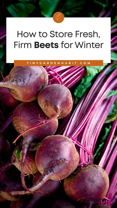 Are you an avid gardener who wants to make sure you get to enjoy the bounty of your garden in the cold winter months? If you're looking to store fresh, firm beets for winter, then you're in luck! In this article, we're going to walk you through the step-by-step instructions for prepping and storing beets so you can enjoy them all winter long. Storing Beets For Winter, How To Store Beets For The Winter, How To Store Beets From Garden, Storing Beets, Preserve Beets, How To Store Beets, Grow Beets, Freezing Veggies, Roasted Beets Recipe