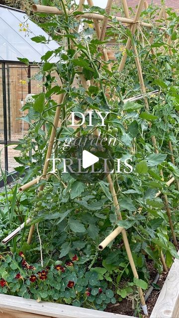 Briana Bosch on Instagram: "Only downside of this trellis is the ability for sheep to get inside and eat all your plants (ask me how I know). We’ve used these same bamboo stakes for four years now, and they’re still holding up great—but when they are no longer usable they’re biodegradable!   We start with 8’ bamboo stakes and push them about 1’ into the ground at an angle at 12-16” intervals. One bamboo stake goes across the top, and then two more horizontally on each side are tied in with twine. This makes for a VERY stable trellis!  I then tie a piece of twine to the top and run it down to the soil level and tie it around a metal staple to hold it in the ground. Wrap the twine around the stem of the plant and voila! A beautiful natural trellis!  We’ve grown tomatoes, peas, beans, and eve Bamboo Stakes Garden, Diy Bamboo Trellis Ideas, Bamboo Trellis Ideas, Bamboo Trellis Diy, Tomato Stakes Ideas, Pea Trellis Ideas, Tomato Trellis Ideas, Pole Bean Trellis, Natural Trellis