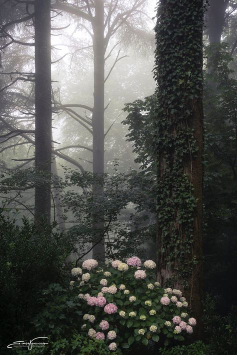 Hidden Forest Aesthetic, Dark Forest Village Aesthetic, Hunted Aesthetic Forest, Thing Aesthetic, Aesthetic Woods Forest Dark, Hydrangea Forest, Pine Trees Forest, Bump Photos, Dark Cottagecore