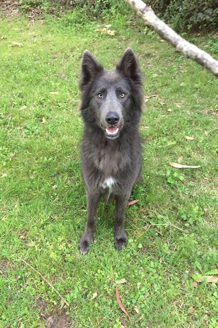 Southern Breeze Blue Bay Shepherds Blue Bay Shepherd, Palm Bay Florida, Blue German Shepherd, Dogs German Shepherd, Athletic Dogs, Black German Shepherd, Blue Bay, Palm Bay, Dog Tips