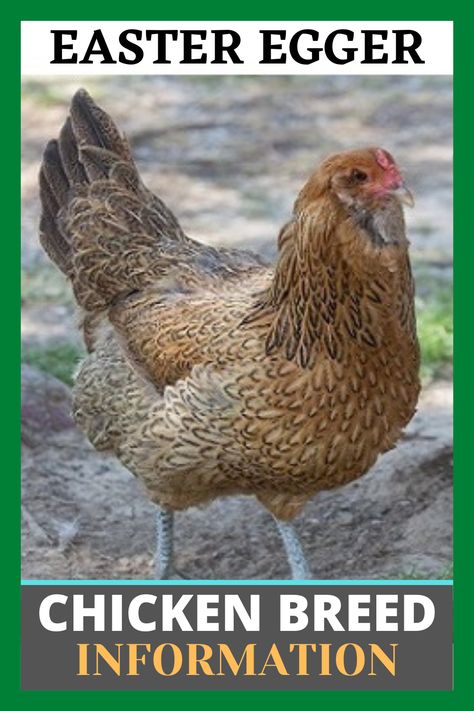 Astralorpe Chicken, Moss Egger Chicken, Sage Egger Chicken, Olive Egger Chicken Hens, Easter Egger Chickens, Easter Egger Rooster, Starlight Green Egger Chicken, Easter Eggers Chickens, Easter Egger Chicken Eggs