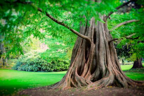 Dawn Redwood, Redwood Trees, Garden Privacy, British Garden, Redwood Tree, Specimen Trees, Fast Growing Trees, Tree Seeds, Ornamental Trees