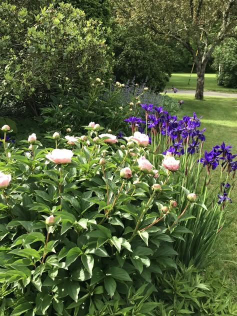 Peonies Garden Landscaping Front Yards, Iris Garden Ideas Landscaping, Iris Flowers Landscaping Ideas, Peonies Along Fence, Iris Garden Ideas, Iris Flower Beds Garden Ideas, Iris And Hydrangea Garden, Peony And Iris Garden, Bulbs Garden Design