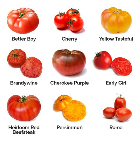 Tomato Varieties Tanaman Tomat, Pruning Tomato Plants, Plant Tomatoes, Tomato Growers, Tomato Pruning, Tomato Varieties, Tips For Growing Tomatoes, Growing Tomato Plants, Types Of Tomatoes