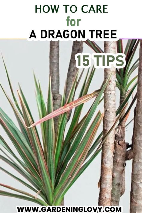 Dracaena Plant Care, Dragon Tree Plant, Madagascar Dragon Tree, Gardening For Dummies, Dracaena Marginata, Air Cleaning Plants, Dracaena Plant, Dragon Tree, Potted Plants Outdoor