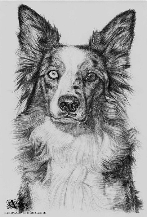 Ego Art, Tatoo Dog, How Draw, Drawing Borders, Realistic Animal Drawings, Border Collie Art, Pencils Art, Dog Drawings, Animal Drawings Sketches