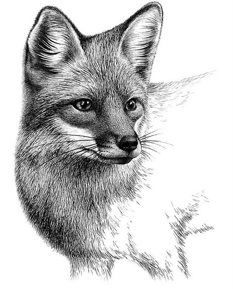 Fox on Behance Fox Drawing Sketches, Realistic Animal Drawings, Fox Artwork, Pencil Drawings Of Animals, Fox Drawing, Animal Drawings Sketches, Fox Art, Pencil Art Drawings, Animal Sketches