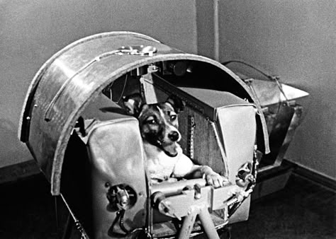 Remembering Laika, Space Dog and Soviet Hero | The New Yorker Laika Tattoo, Laika Space Dog, Soviet Space Dogs, Laika Dog, Space Dogs, Space Animals, Arcade Fire, Famous Dogs, Travel Facts