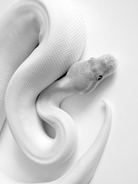 White Scales Python Royal, Wow Photo, Albino Animals, Beautiful Snakes, Lovely Creatures, Ball Python, Reptiles And Amphibians, Animal Heads, Shades Of White