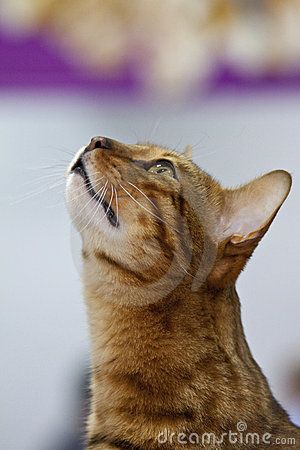 Cat side face looking up Cat Looking Sideways, Cat Looking Down, Cat Looking Up, Cat Looking To The Side, Cat Side Profile, Cat Side View, Feline Photography, Cat Side, Medium Close Up