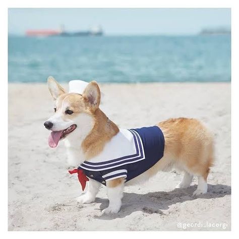 Corgi With Clothes, Corgi In Clothes, Corgi Costume, Sailor Costume, Pembroke Welsh Corgi Puppies, Funny Corgi, Corgi Art, Corgi Pictures, Welsh Corgi Puppies