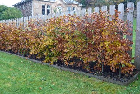 Cottage Fencing, Green Sculpture, Hornbeam Hedge, Beech Hedge, Garden Details, City Slickers, Big Ideas, Swallows, Police Station