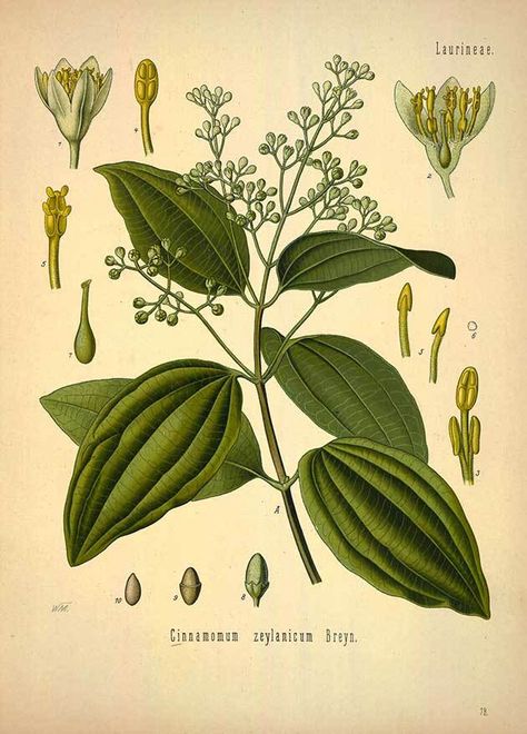 Cinnamomum zeylanicum Breyn. (Cinnamomum verum J. S. Presl), Cinnamon Seed Illustration, Botanical Floral Prints, Cinnamon Oil, Illustration Botanique, Botanical Illustration Vintage, Small White Flowers, Vintage Botanical Prints, Ornamental Trees, Plant Illustration