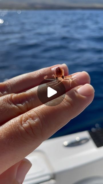 Kayleigh Nicole Grant on Instagram: "Did you know octopus are this small in their larval stage!? This baby octopus was removed from a piece of trash in the ocean & quickly put back in the sea on natural debris. 🐙💙 #babyoctopus #octopus #ocean #hawail #marinedebris" Trash In The Ocean, Octopus Gif, Tiny Octopus, Octopus Ocean, Marine Debris, Baby Octopus, December 26th, In The Ocean, Ocean Life