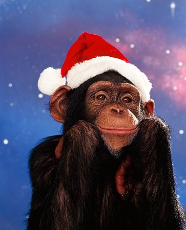 Christmas Monkey, Cute Monkey Pictures, Monkey Pictures, Cute Monkey, Christmas Pictures, Funny Cute, Cute Pictures, Cute Animals, Bubbles