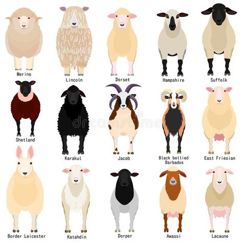 Sheep Chart With Breeds Name Stock Vector - Illustration of east, friesian: 145533821 Types Of Sheep, Name Illustration, Suffolk Sheep, Raising Farm Animals, Sheep Breeds, Showing Livestock, Animal Science, Sheep Farm, Sheep And Lamb