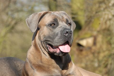 Formentino Cane Corso Cane Corso Italian Mastiff, Lovers Tattoo, Cane Corso Mastiff, English Dogs, Mastiff Breeds, Tattoos For Dog Lovers, Mastiff Dogs, Bully Dog, English Mastiff