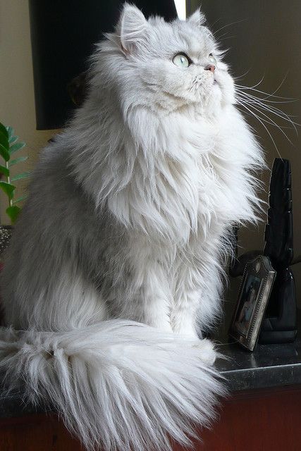 Fluffy White Cat, Flat Face, Long Haired Cats, Söt Katt, Fluffy Coat, Gorgeous Cats, Cat Breed, Large Eyes, White Cats