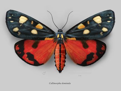 Scarlet Tiger Moth, Beautiful Butterfly Images, Bug House, Moth Fly, Real Butterflies, Colorful Moths, Butterfly Sketch, Butterfly Project, Insect Wings