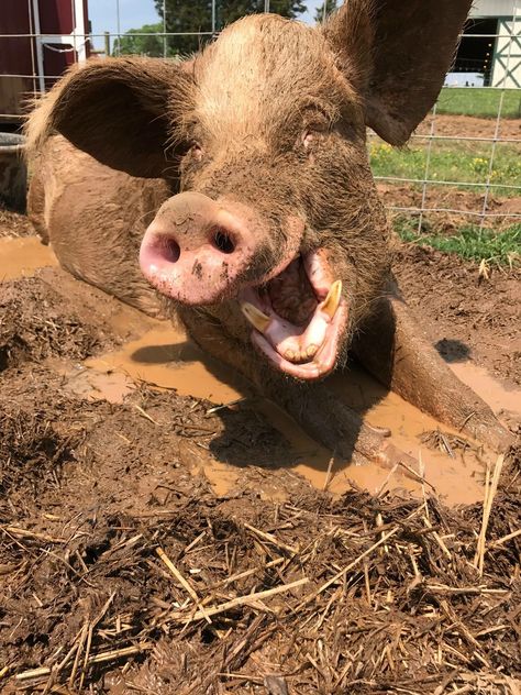 Funny Pig Pictures, Horsey Life, Pig Pictures, Funny Pigs, Do Cute, Animal Study, Pig Farming, Cute Piggies