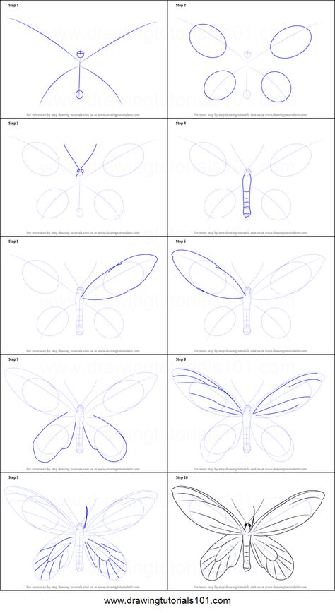 How To Draw A Papilio Butterfly Printable Step By Step Drawing Sheet 8F2 Draw A Cow, Drawing Butterflies, Draw Plants, Easy Butterfly Drawing, Birdwing Butterfly, Butterfly Art Drawing, Draw Tutorial, Flower Drawing Tutorials, Drawing Sheet