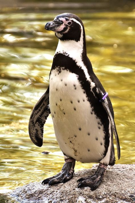 Kindergarten Word Families, Humboldt Penguin, Animal References, Black And White Baby, Body Of Water, Baby Penguins, Animal Photo, Stone Rocks, Animal Kingdom