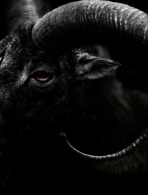 Goat | The North Realm Arte Viking, Black Phillip, Bd Art, Yennefer Of Vengerberg, Aleister Crowley, Pahlawan Super, Arte Obscura, Dark Photography, Arte Horror