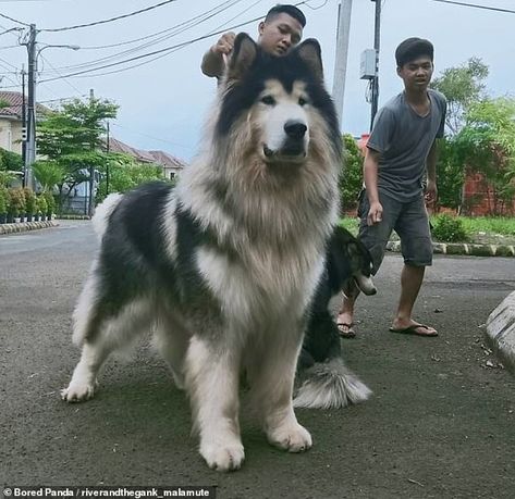 Owners share adorable snaps of their VERY playful Alaskan Malamutes | Daily Mail Online Giant Malamute, Giant Alaskan Malamute, Big Fluffy Dogs, Pet Anime, Malamute Dog, Livestock Guardian Dog, Malamute Puppies, Huge Dogs, Silly Dogs