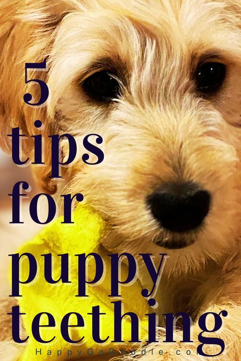 Puppy chewing on new puppy chew toy with the title 5 tips for Puppy Teething Losing Teeth, Goldendoodle Mom, New Puppy Checklist, Puppy Checklist, Puppy Chew Toys, Puppies Tips, Puppy Teething, Dog Enrichment, Puppy Chewing