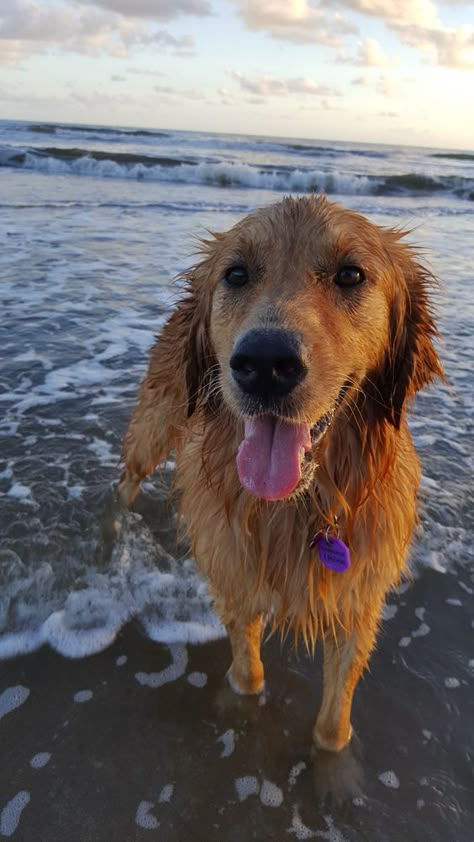 Golden Retriever Girl, Cute Dog Pictures, Really Cute Dogs, Puppy Photos, A Golden Retriever, Dream Dog, Retriever Puppy, Golden Girl, Crazy Dog