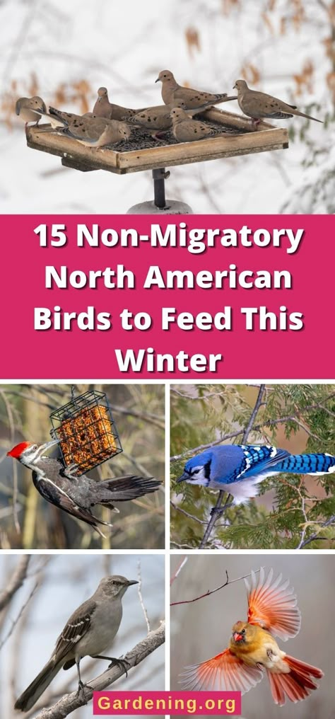 15 Non-Migratory North American Birds to Feed This Winter Feeding Birds In Winter, Birds In Winter, Backyard Birds Watching, Backyard Birds Sanctuary, North American Birds, Backyard Birds Feeders, Backyard Animals, Best Bird Feeders, Feeding Birds