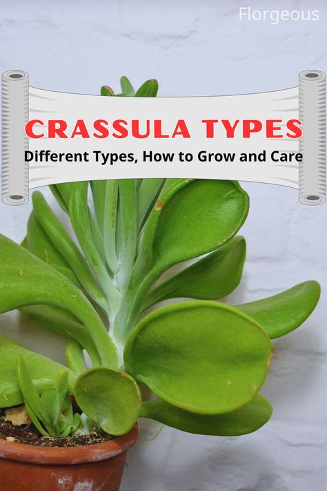 Crassula Types Jade Plant, Crassula Ovata, Do You Really, How To Grow, You Really, Different Types, Succulent, To Grow, Jade